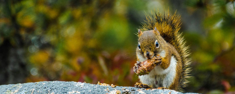 松鼠和老鼠的区别
