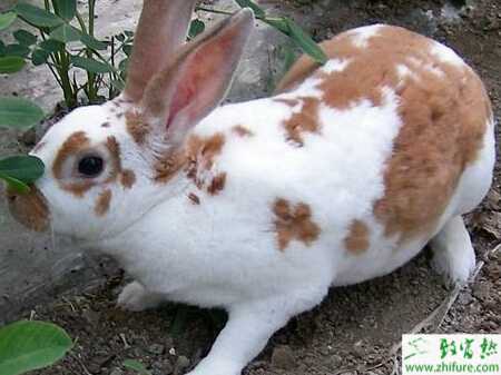 獭兔得了鼻炎怎么办？怎么防治？