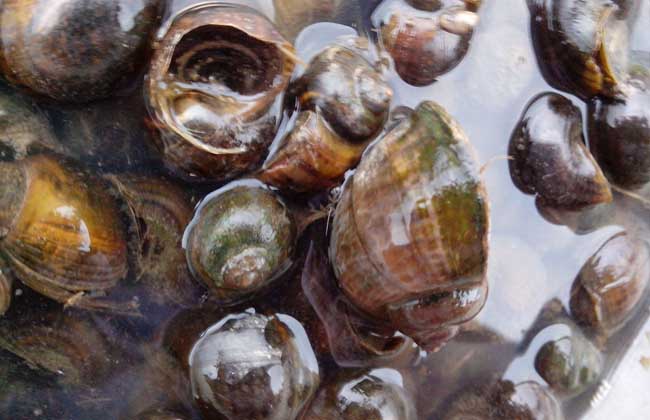 福寿螺和田螺的区别