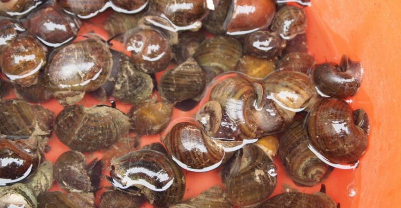 田螺怎么清洗才干净