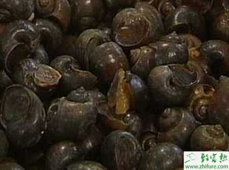 稻田养田螺赚钱吗？稻田养田螺技术