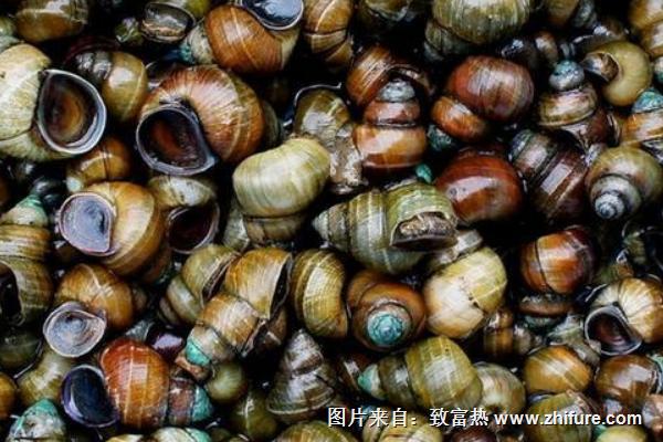 2022养田螺赚钱吗？田螺养殖的利润与投资成本及前景预测