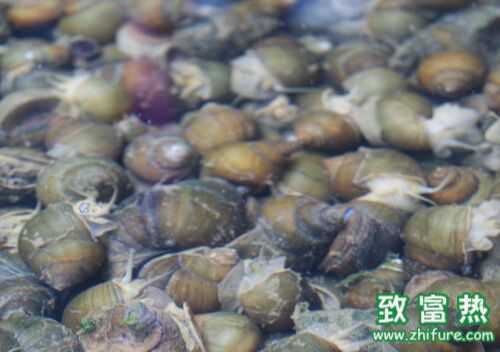 2022养田螺赚钱吗？2022田螺养殖前景及市场价格行情分析