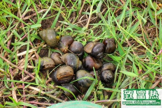 2020养田螺赚钱吗？2020田螺养殖前景及市场价格行情分析