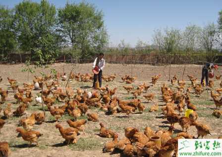 养土鸡赚钱吗？