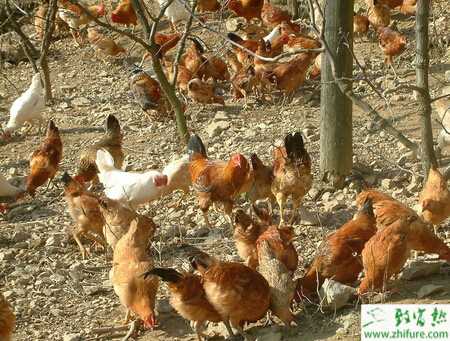 养土鸡怎么样？养土鸡赚钱吗？