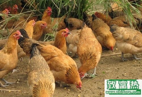 2020养土鸡赚钱吗？2020土鸡养殖前景及市场价格行情分析