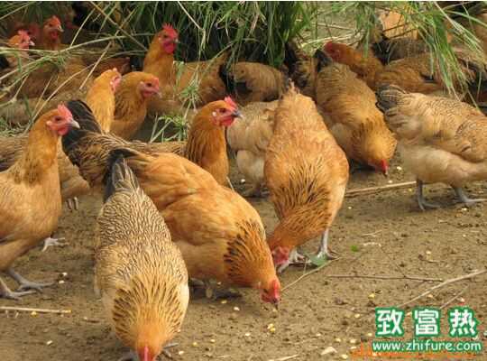 2022在老家养土鸡有钱赚吗？