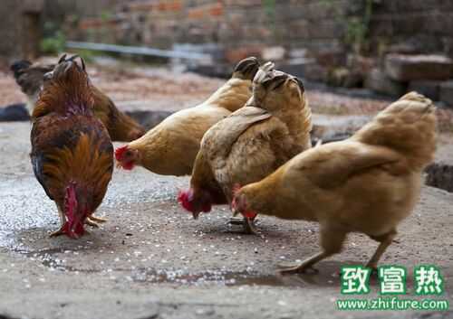 2022养土鸡赚钱吗？2022土鸡养殖前景及市场价格行情分析