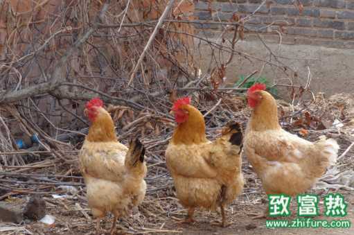 土鸡的营养价值和功效 土鸡如何挑选