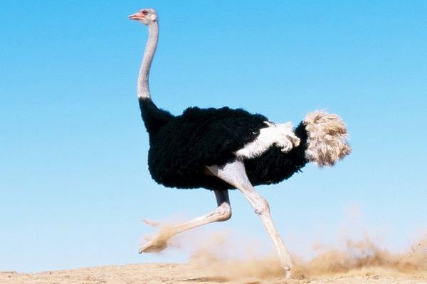 鸵鸟养殖项目可行性分析