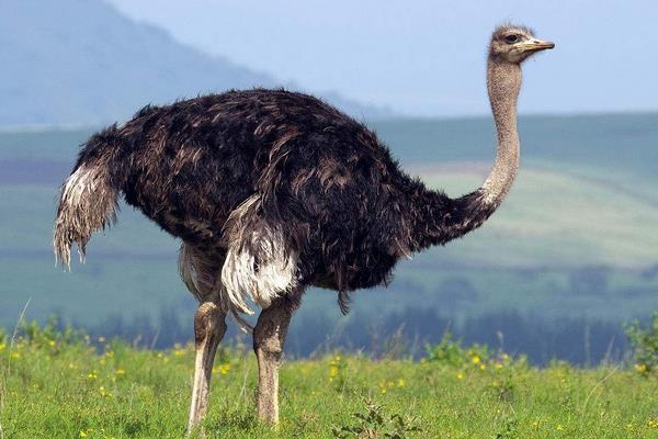 2022养鸵鸟赚钱吗？2022鸵鸟养殖前景及市场价格分析