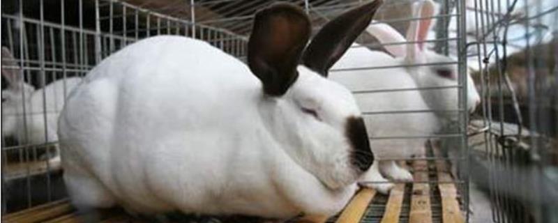 家兔养殖与防病技术