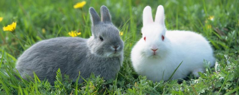 兔子皮毛如何自己加工，兔子皮毛可以做什么