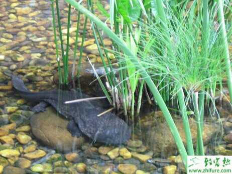 养娃娃鱼赚钱吗