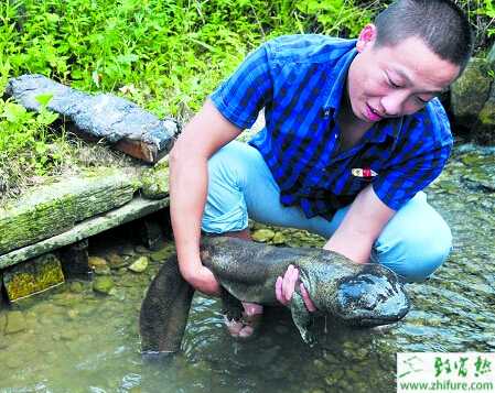 养殖娃娃鱼常见病赤皮病防治技术