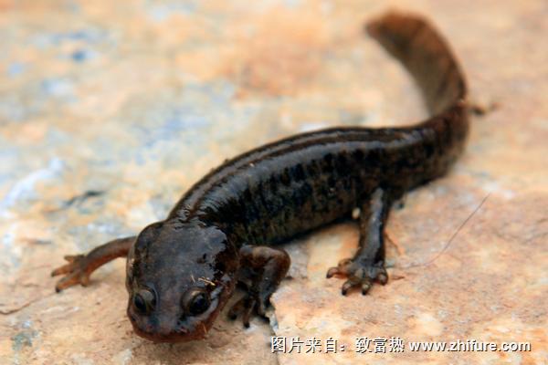 娃娃鱼怎么养殖？