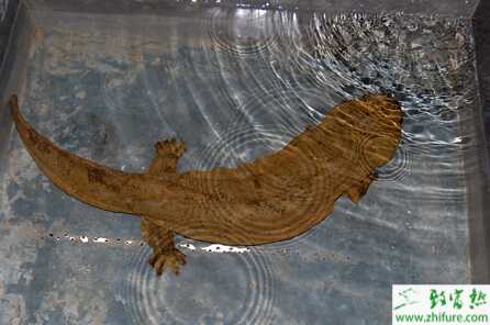 娃娃鱼养殖的市场前景