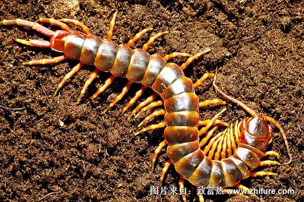 科学蜈蚣养殖技术