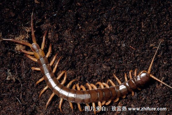 2022养蜈蚣赚钱吗？蜈蚣养殖的利润与投资成本及前景预测