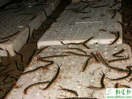 养殖蜈蚣病害的防治技术