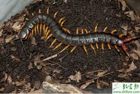 养殖蜈蚣如何提高效益?