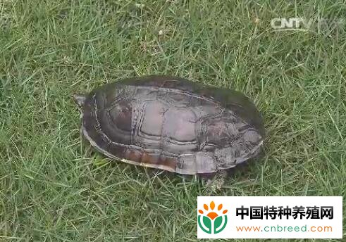 养在屋顶上的石金钱龟