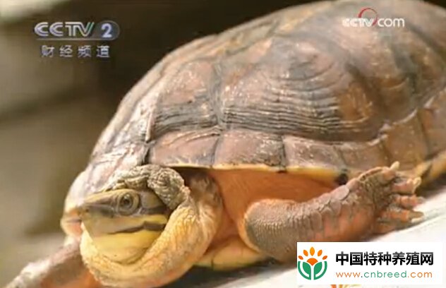 50万一只的金钱龟 马武松靠养龟发家致富