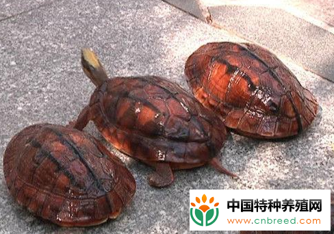 江门：龟鳖养殖户约5千家年产值10亿元