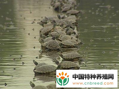 奇人张青青在非议中养鳄鱼龟,年销售额达四千万