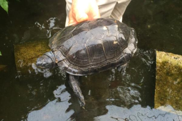 2022养乌龟赚钱吗？2022乌龟养殖前景及市场价格分析