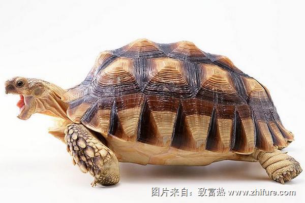 王八和乌龟的区别是什么？