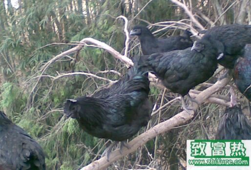 2020养乌鸡赚钱吗？2020乌鸡养殖前景及市场价格行情分析