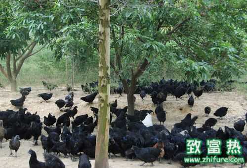 2022养乌鸡赚钱吗？2022乌鸡养殖前景及市场价格行情分析