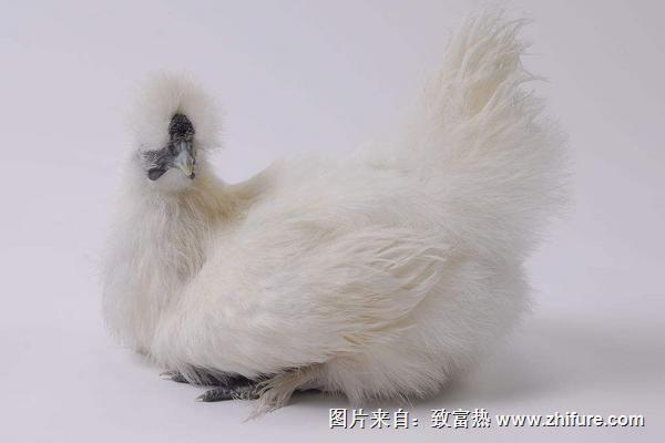 2022养乌鸡赚钱吗？乌鸡养殖的利润与投资成本及前景预测