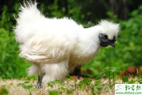 乌骨鸡是什么鸡？是乌鸡吗？怎么选乌鸡？