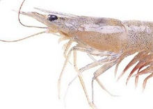 对虾养殖放苗前的准备