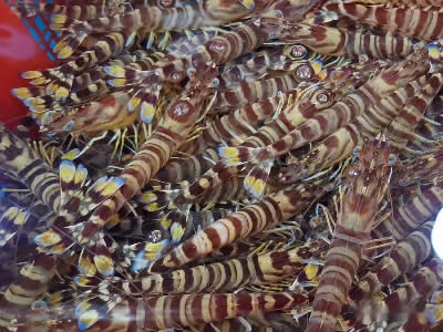 日本对虾养殖技术与注意事项