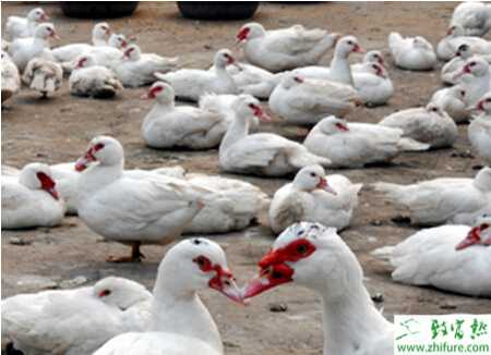 养香鹑雁的利润