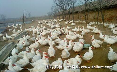 香鹑雁雁舍的设施与建设