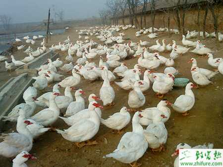 香鹑雁怎么养？香鹑雁养殖存在哪些问题？