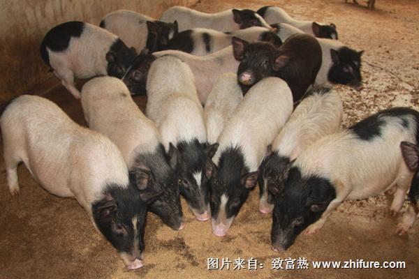 2022养香猪赚钱吗？香猪养殖的利润与投资成本及前景预测