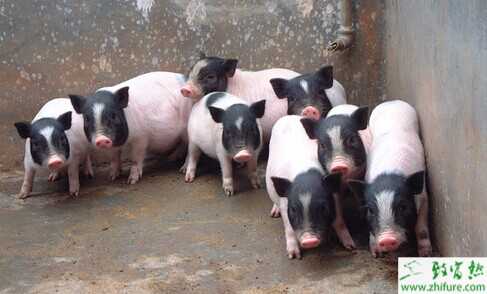  2022养香猪赚钱吗？2022香猪养殖前景及市场价格分析