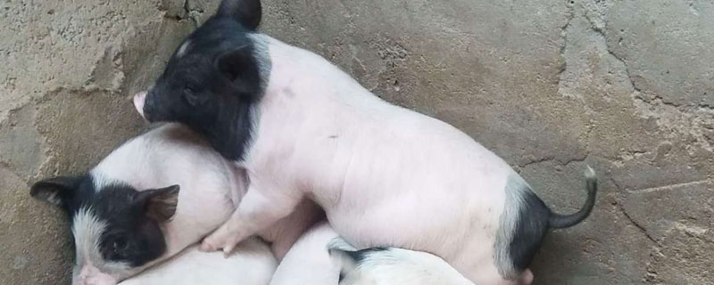 哪里批发香猪苗