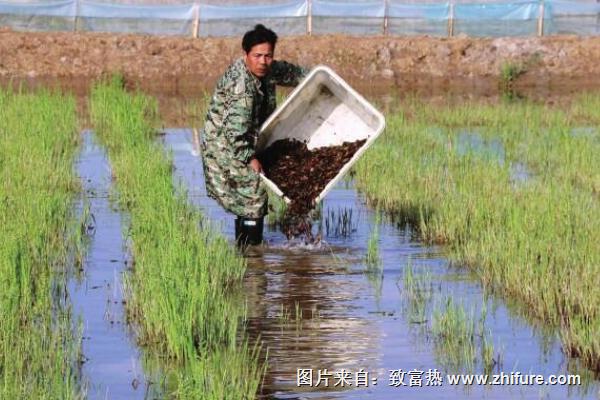 稻田小龙虾养殖要注意哪些事项？