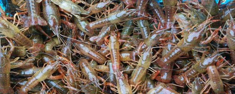 洗小龙虾的药粉叫什么