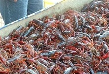 小龙虾偷死症的症状及防治方法