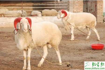 养小尾寒羊赚钱吗？