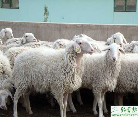 养小尾寒羊国家有补贴吗？都有哪些补贴？