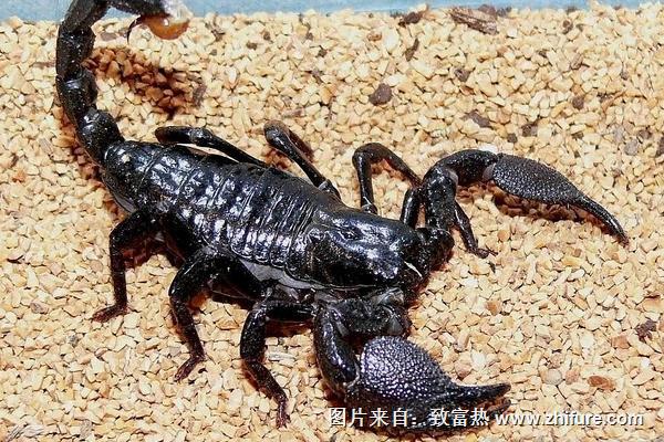 科学蝎子养殖技术